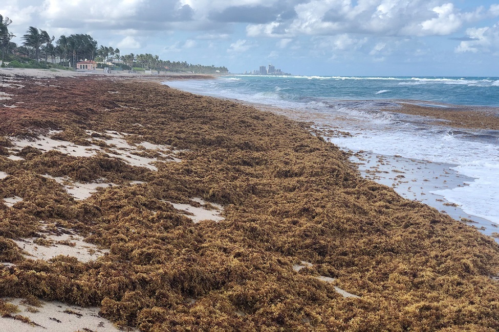 stranded sargassum